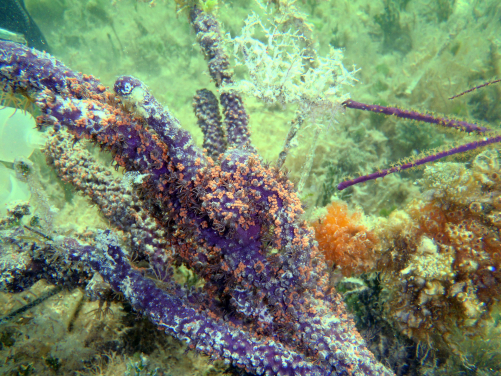 Using stable isotope techniques, the research team unravels the flow of nutrients between different species of algae in their host, a Caribbean coral species. (Photo credit: M.A. Coffroth)
 